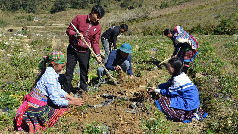 Người dân xã Xà Dề Phìn, huyện Sìn Hồ, Lai Châu, thu hoạch đương quy. (Ảnh: Trần Tuấn)
