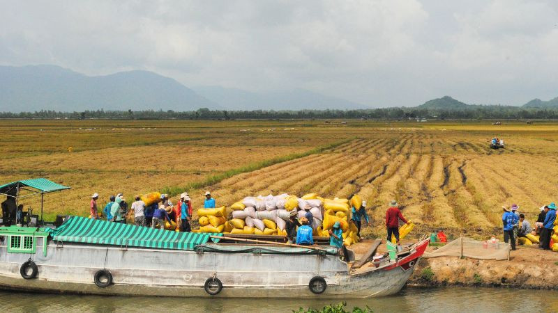 Nông dân An Giang thu hoạch lúa đông xuân 2023-2024.