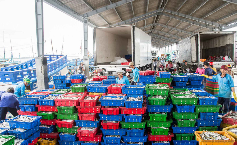 Vận chuyển thủy sản tại cảng Trần Đề, tỉnh Sóc Trăng.