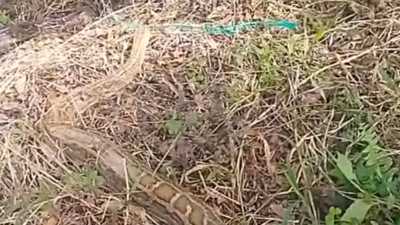 Chi cục Kiểm lâm Thành phố Hồ Chí Minh phối hợp thả 24 động vật hoang dã, bao gồm con trăn đất nặng 58kg về Vườn quốc gia U Minh Thượng. 