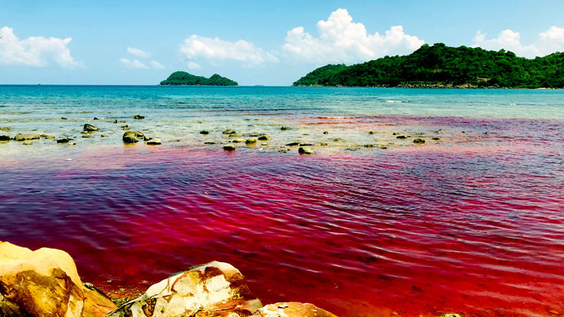 Hiện tượng nước biển chuyển từ màu xanh thông thường sang màu đỏ ở xã đảo Thổ Châu. 