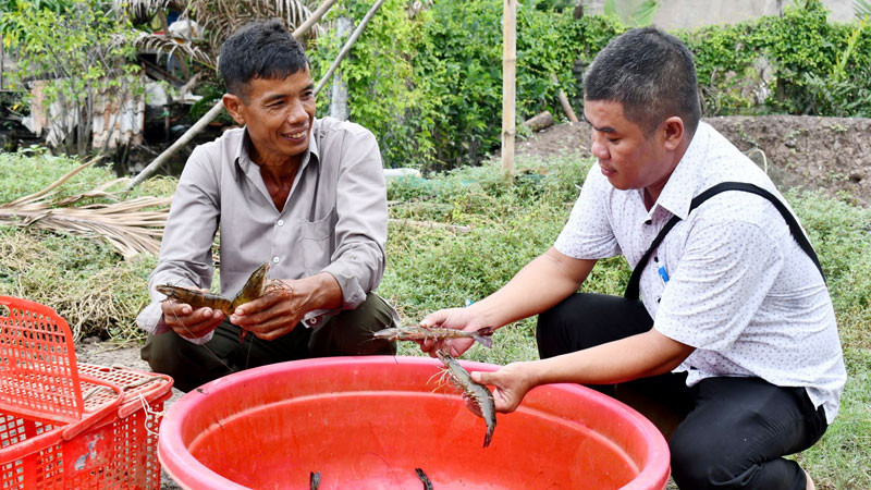 Ông Danh Kha (bên trái) thu hoạch tôm.