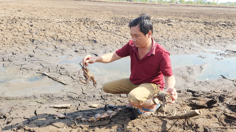 Do nguồn nước ô nhiễm, 12 ha nuôi tôm, cua, cá của ông Huỳnh Văn Kỷ chết hàng loạt, bị thiệt hại tổng cộng 380 triệu đồng. 