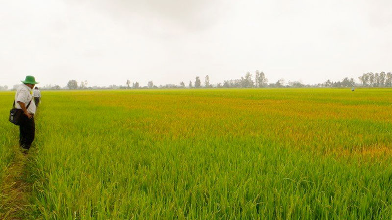 Vùng lúa của anh Đ.N.T bị phun thuốc diệt cỏ có hiện tượng bị vàng lá và chết dần. 