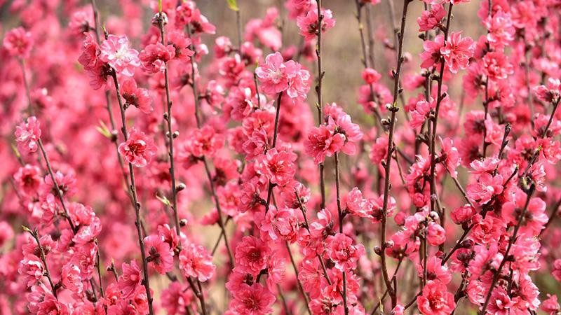 Hoa đào Nhật Tân. (Ảnh minh họa: Trần Hải).