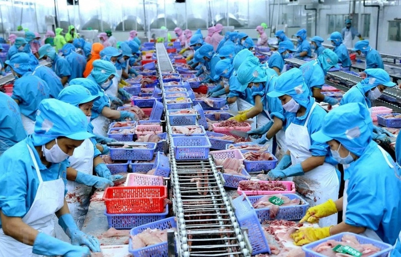 Chế biến cá tra xuất khẩu.