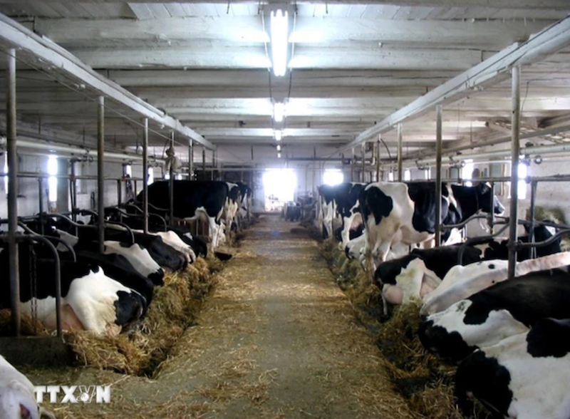Trang trại nuôi bò sữa ở Canada. (Ảnh: Dairy farmers of Canada/TTXVN)