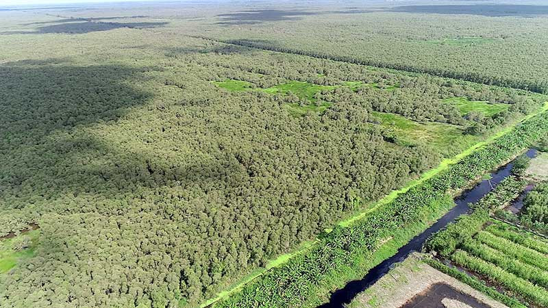 Khu vực rừng nguyên sinh ở Vườn Quốc gia U Minh Hạ.