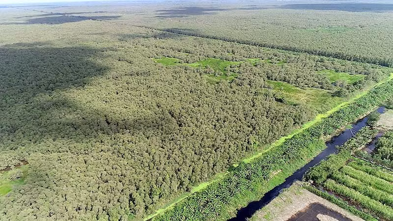 Khu vực rừng nguyên sinh ở Vườn Quốc gia U Minh Hạ.