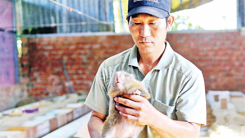 Mô hình chăn nuôi dúi của gia đình anh Cao Lợi đạt hiệu quả kinh tế.