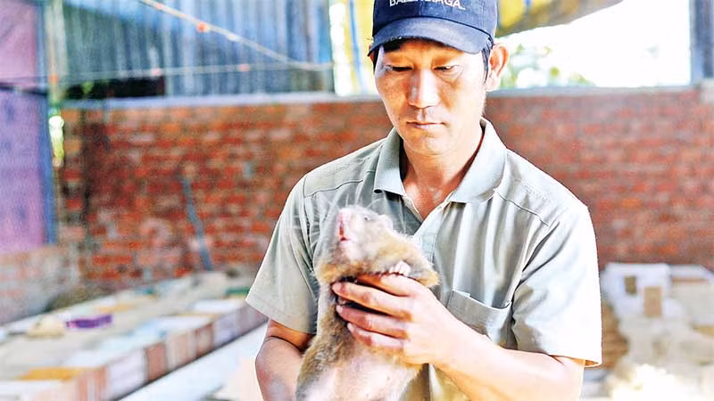 Mô hình chăn nuôi dúi của gia đình anh Cao Lợi đạt hiệu quả kinh tế.