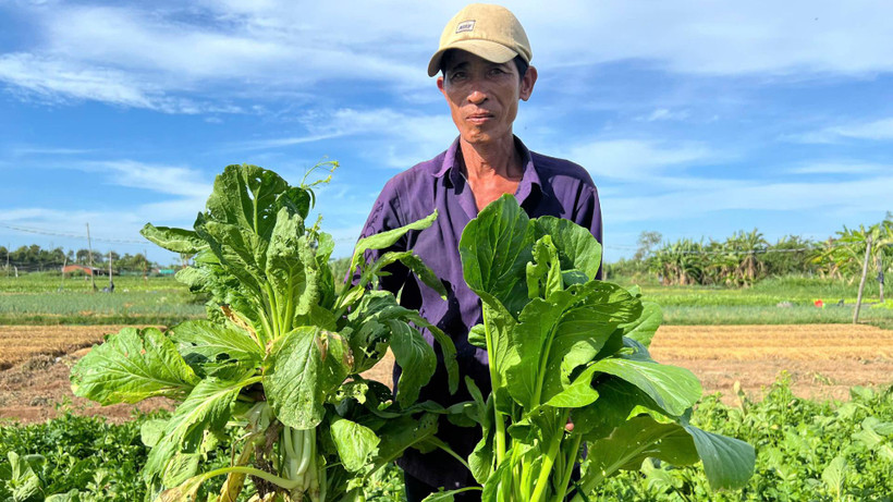 Gia đình ông Trần Văn Nâu, ngụ xã Tân Thủy (huyện Ba Tri, tỉnh Bến Tre) phải nhổ bỏ rau quá lứa vì bán không ai mua. (Ảnh: HOÀNG TRUNG)