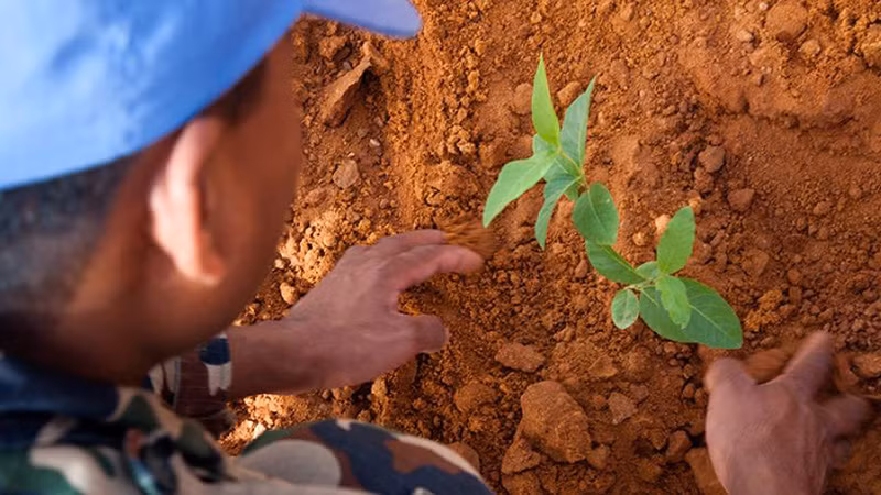 Một nhân viên gìn giữ hòa bình của Nepal thuộc Phái bộ Hỗn hợp Liên hợp quốc-Liên minh châu Phi tại Darfur, Sudan (UNAMID) trồng cây bên ngoài Trụ sở UNAMID ở El Fasher, Sudan. (Ảnh: UN)