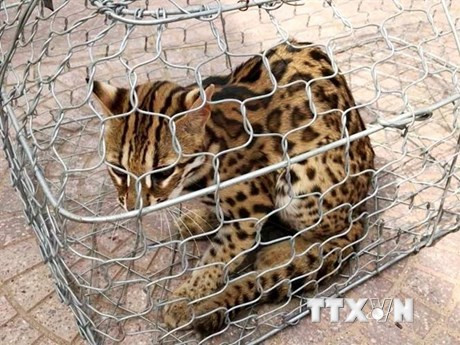 Cá thể mèo rừng có trọng lượng khoảng 3,5kg, dài 60cm, lông màu vàng nhạt và có đốm đen. Ảnh: TTXVN.