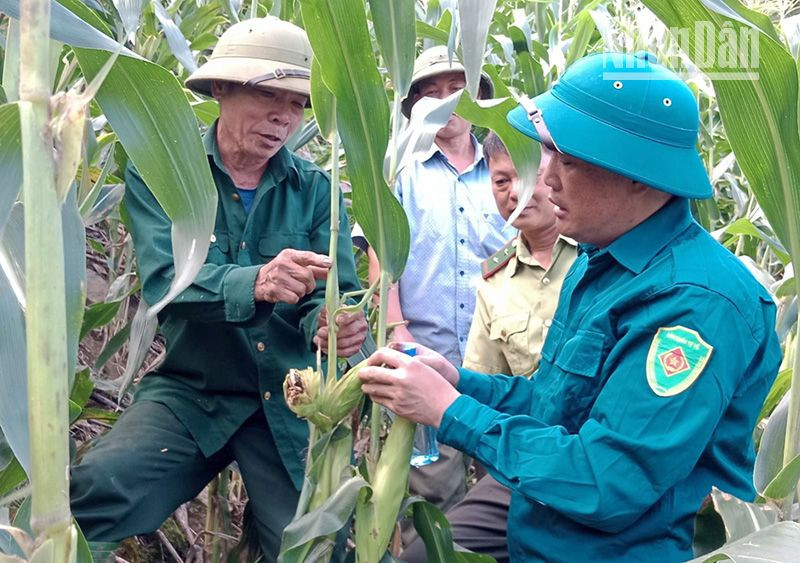 Những bắp ngô của người dân tại các bản của xã Tân Lang bị đàn khỉ phá hại khi còn non.