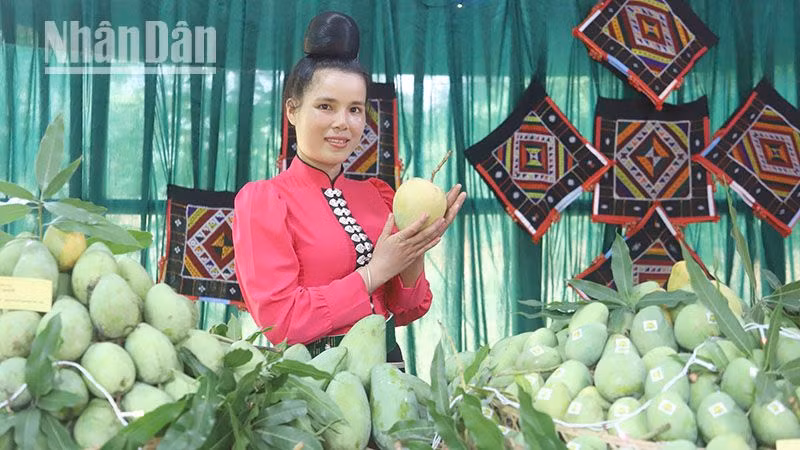 Hiện Sơn La có 3.695ha, sản lượng 11.028 tấn. Diện tích phân bố chủ yếu ở các huyện Mường La, Bắc Yên, Yên Châu, Mai Sơn.