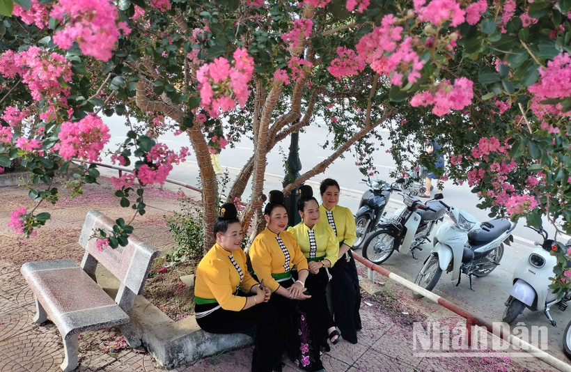 Tại thành phố Sơn La, tỉnh Sơn La, hoa Tường Vi bắt đầu nở rộ từ cuối tháng 5 với những cánh hoa mỏng manh mang sắc hồng tươi tắn, tô điểm thêm vẻ đẹp của thành phố, tạo cảnh sắc thơ mộng, làm say đắm lòng người.