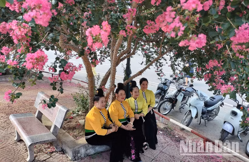 Tại thành phố Sơn La, tỉnh Sơn La, hoa Tường Vi bắt đầu nở rộ từ cuối tháng 5 với những cánh hoa mỏng manh mang sắc hồng tươi tắn, tô điểm thêm vẻ đẹp của thành phố, tạo cảnh sắc thơ mộng, làm say đắm lòng người.