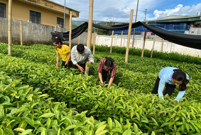 Người dân huyện Tuần Giáo chuẩn bị cây giống để trồng rừng.