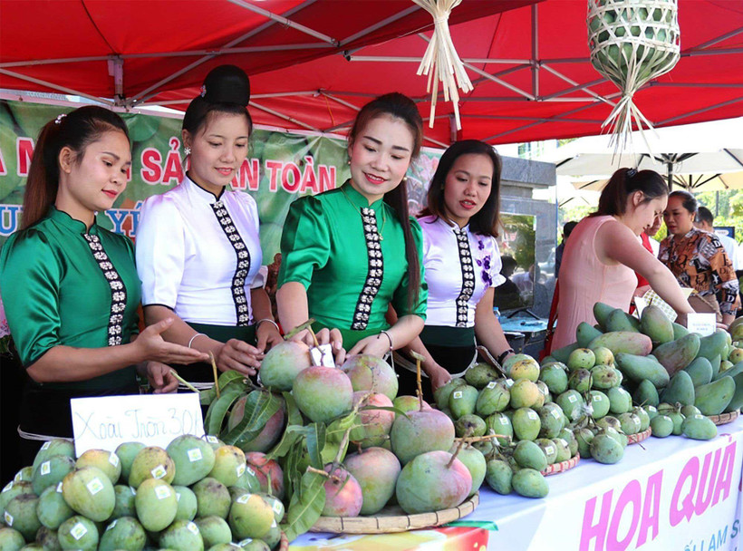 Chủ trương phát triển nông nghiệp đúng đắn, tư duy đột phá, Sơn La đã trở thành trung tâm sản xuất, chế biến rau quả lớn nhất vùng Tây Bắc. (Ảnh QUỲNH NGA)