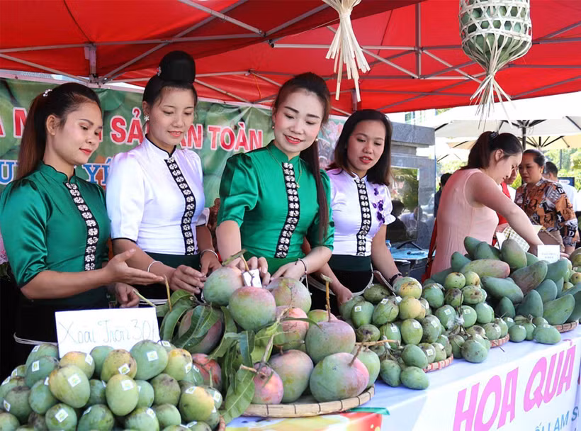 Chủ trương phát triển nông nghiệp đúng đắn, tư duy đột phá, Sơn La đã trở thành trung tâm sản xuất, chế biến rau quả lớn nhất vùng Tây Bắc. (Ảnh QUỲNH NGA)