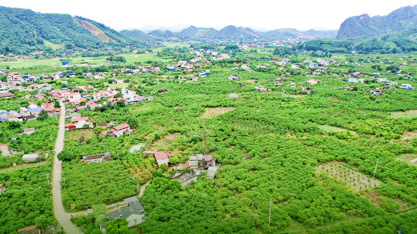 Phù hợp thổ nhưỡng, khí hậu và khách hàng ưa dùng, cây na là cây trồng ăn quả được bà con nông dân các xóm, xã dọc Quốc lộ 1B từ La Hiên đến tận Phú Thượng, huyện Võ Nhai phát triển mạnh.