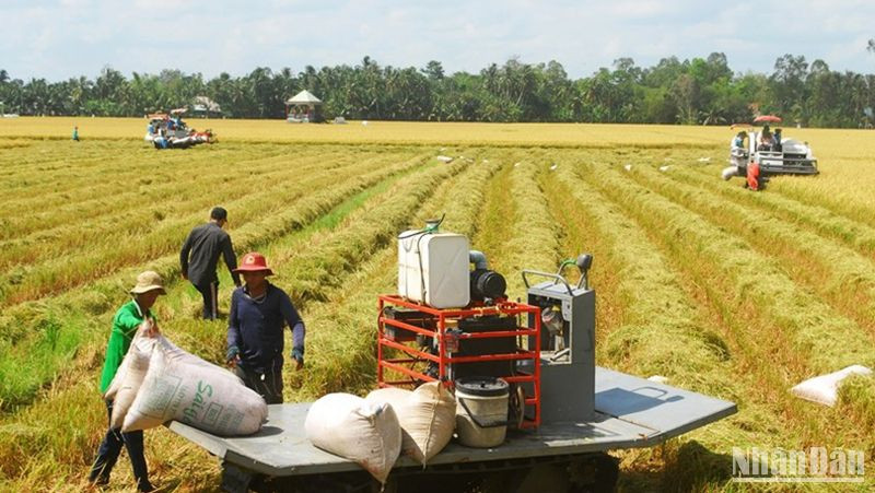 Thu hoạch lúa đông xuân tại xã Phú Nhuận, huyện Cai Lậy, Tiền Giang. (Ảnh: NGUYỄN SỰ)