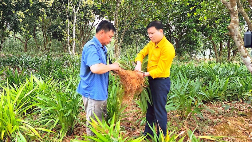 Áp dụng kỹ thuật mới trong mô hình trồng rễ hương tại thị trấn Tân Lạc, huyện Quỳ Châu.