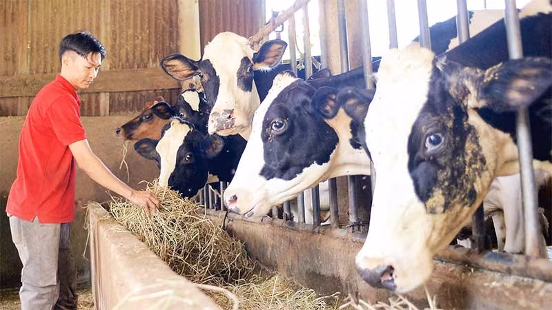 Các hộ chăn nuôi tại Lâm Đồng tích cực thực hiện các biện pháp tái đàn, ổn định ngành chăn nuôi bò sữa.