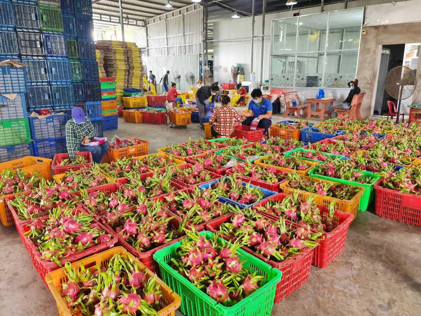 Thanh long được tập kết tại trụ sở Hợp tác xã Hưng Thịnh Phát, xã Quơn Long, huyện Chợ Gạo (Tiền Giang).