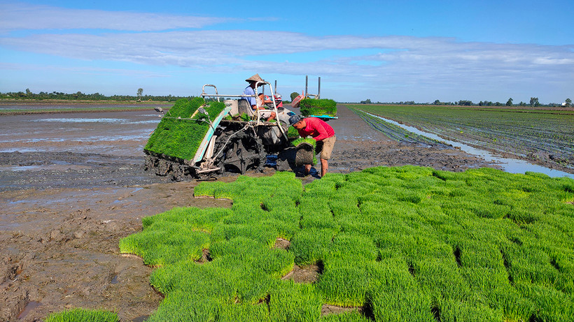 Qua đổi mới sinh hoạt chi bộ, nhiều mô hình sản xuất tại xã Mỹ Ðông, huyện Tháp Mười, Ðồng Tháp, mang lại hiệu quả cao. (Ảnh: Hoàng Kha)