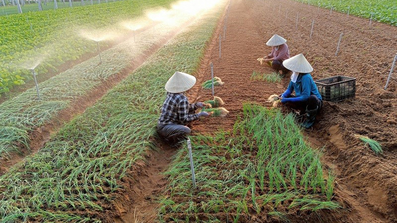 Nông dân xã Quỳnh Liên, thị xã Hoàng Mai (Nghệ An) tích cực chuyển đổi cơ cấu cây trồng cho thu nhập cao. (Ảnh: Tâm Châu)