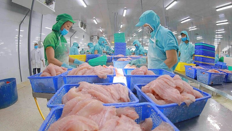Chế biến cá tra xuất khẩu.