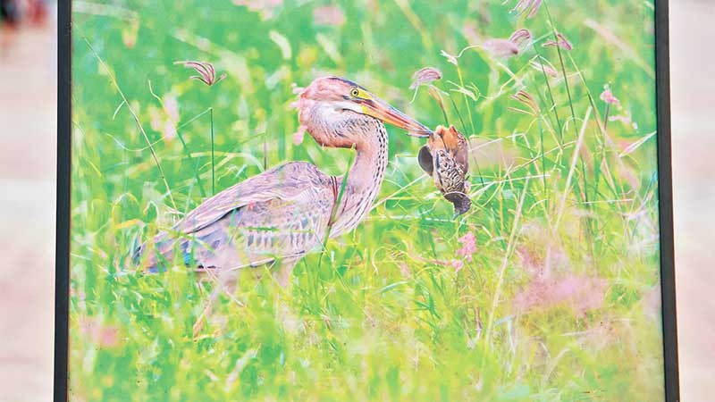 Khoảnh khắc đắt giá trong một bức ảnh diệc lửa quắp cút vằn. 