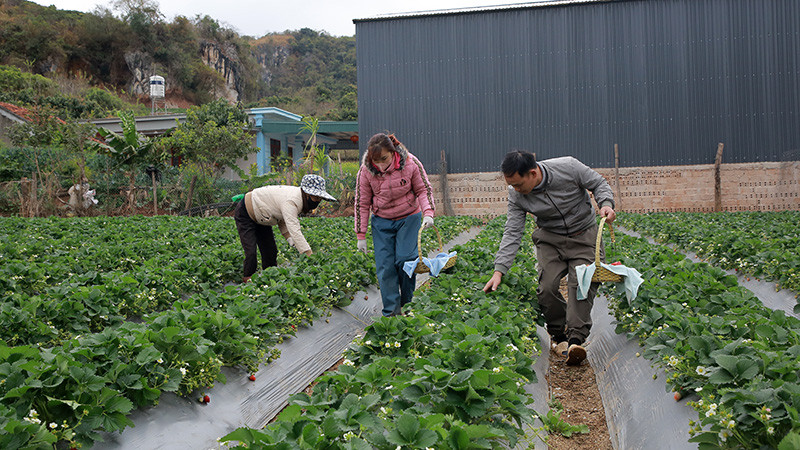 Các diện tích trồng dâu tây ở phường Mường Sang, thị xã Mộc Châu, tỉnh Sơn La sử dụng phân bón hữu cơ làm từ phụ phẩm nông nghiệp. (Ảnh QUỐC TUẤN).