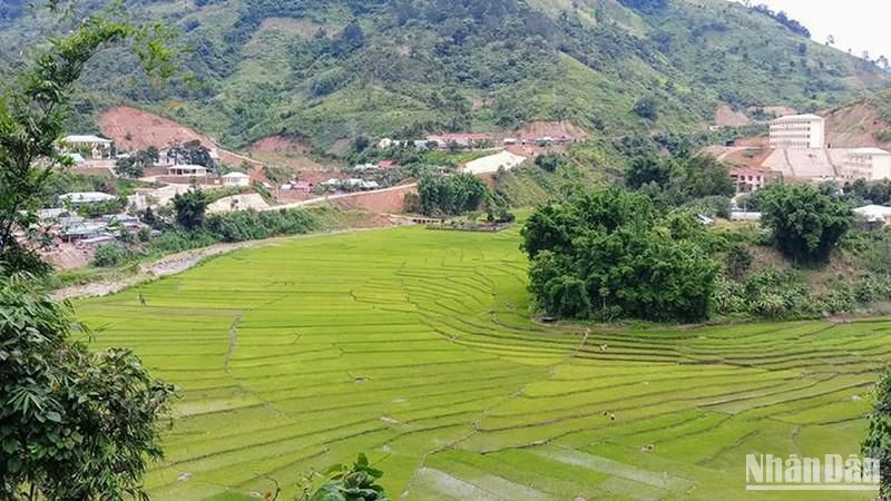 Cánh đồng lúa nước của đồng bào Cơ Tu ở xã A Xan, huyện miền núi Tây Giang, Quảng Nam. (Ảnh: QUỐC VIỆT)