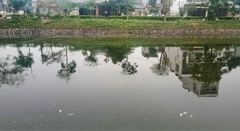 Những ngày gần đây, cá chết nhiều nổi trên mặt hồ Xương Rồng.
