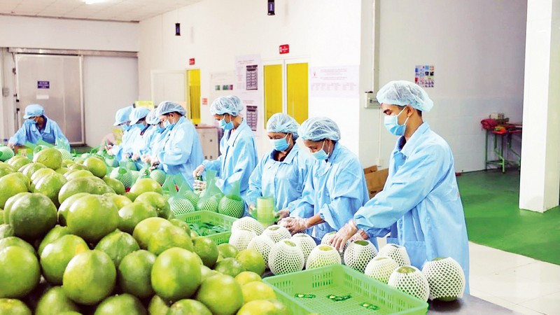 Lao động làm việc tại doanh nghiệp xuất khẩu trái cây. (Ảnh: MINH HÀ)