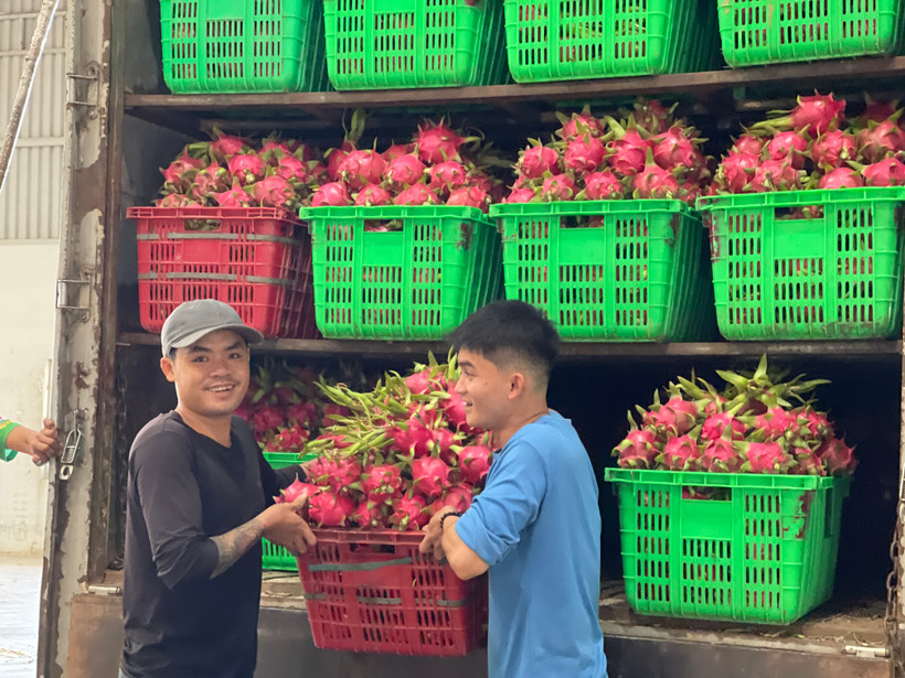 Thanh long tại vườn có giá từ 14.000 đến 17.000 đồng/kg.