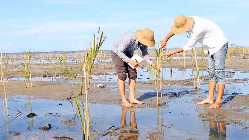 Trồng rừng ngập mặn ven biển tại tỉnh Thừa Thiên Huế. (Ảnh HỒ CẦU)