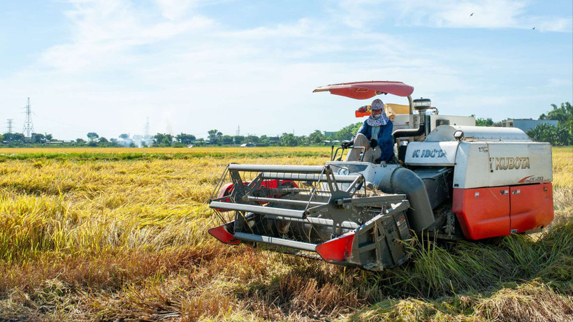 Nông dân thu hoạch lúa bằng máy gặt đập liên hợp.