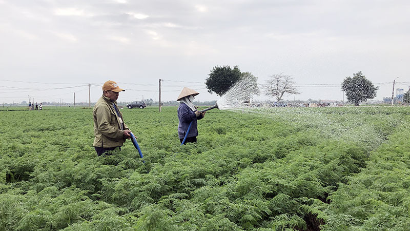 Nông dân xã Đức Chính, huyện Cẩm Giàng (Hải Dương) chăm sóc cà-rốt.