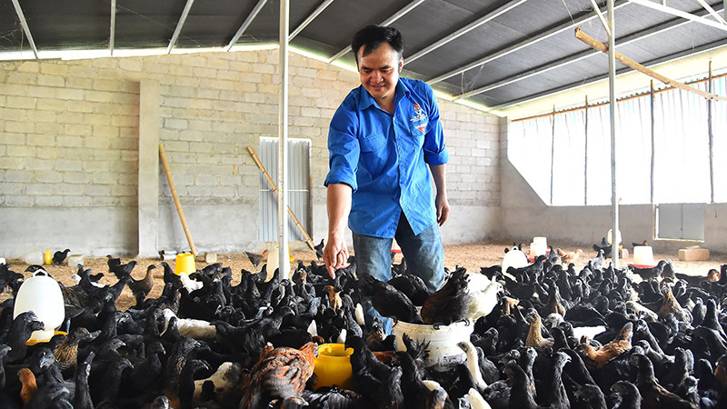 Cơ sở chăn nuôi của anh Hà Văn Ngọc, Giám đốc Hợp tác xã Dịch vụ nông nghiệp tổng hợp thanh niên tại huyện Yên Minh, tỉnh Hà Giang. (Ảnh: THỦY NGUYÊN)