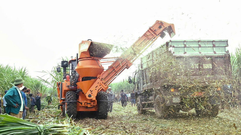 Thu hoạch mía bằng cơ giới ở Nhà máy đường Sông Con.