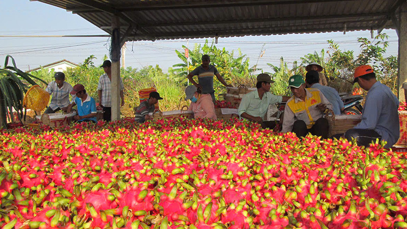 Rau quả là một trong những ngành hàng xuất siêu lớn trong 9 tháng đầu năm 2024. (Ảnh: nhandan.vn)