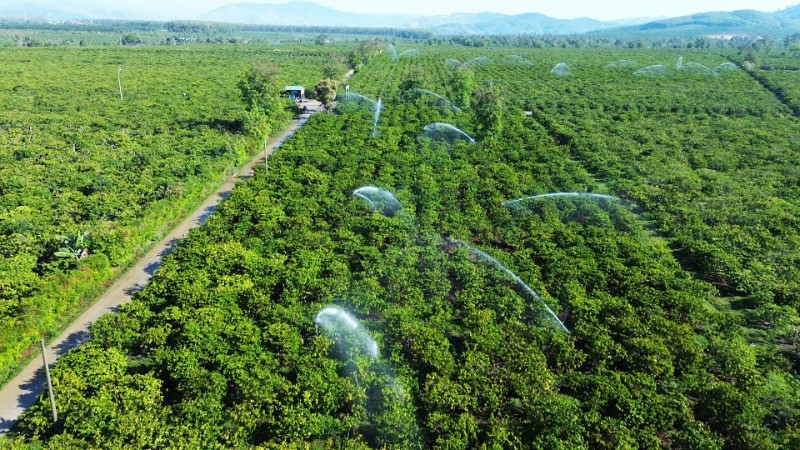 Tưới cà-phê bằng phương pháp tiết kiệm nước tại cánh đồng mẫu ứng dụng công nghệ cao xã Đăk Mar, huyện Đăk Hà, tỉnh Kon Tum.