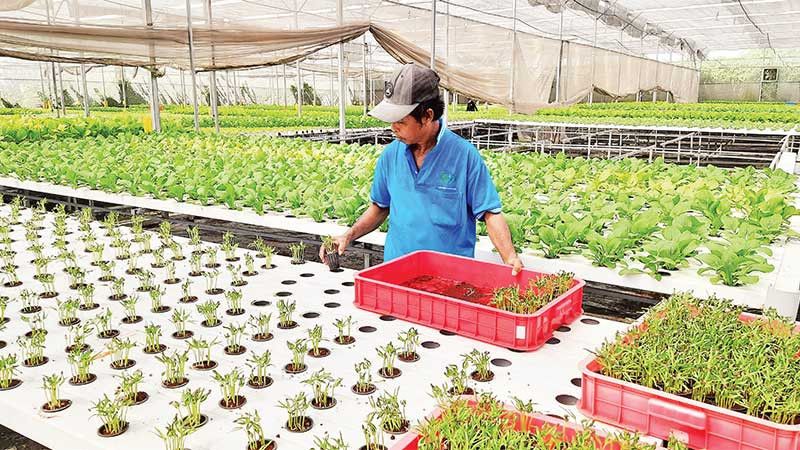 Trồng rau công nghệ cao tại Hợp tác xã Nông nghiệp Tuấn Ngọc, phường Long Trường, thành phố Thủ Đức.