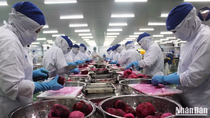 Công nhân một dây chuyền sản xuất của Công ty Lavi Food, Bến Lức, Long An. (Ảnh: Thanh Phong) 