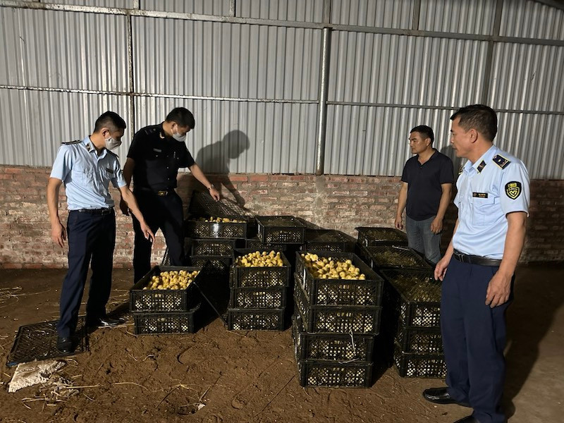 Số gia cầm không rõ nguồn gốc, xuất xứ đã bị lực lượng chức năng phát hiện, thu giữ.