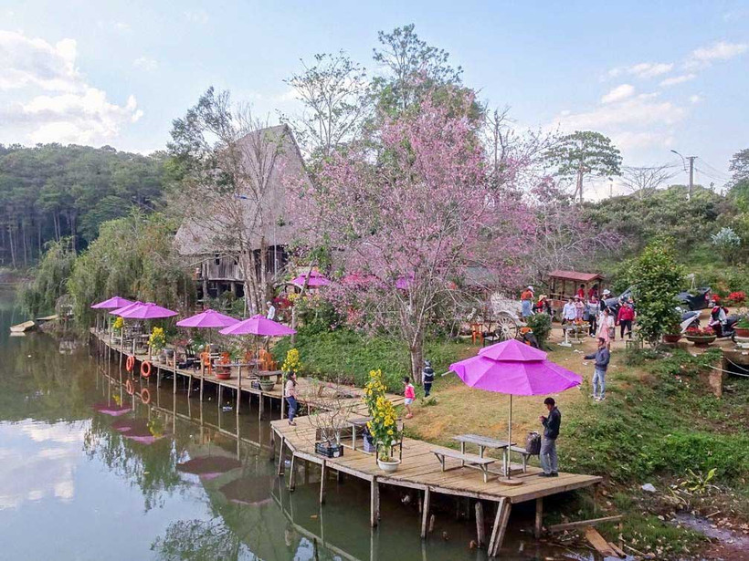 Hoa anh đào nở rộ tại hồ Đăk Ke, thị trấn Măng Đen, tỉnh Kon Tum.